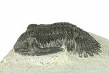 Bargain, Hollardops Trilobite Fossil - Ofaten, Morocco #287458-2